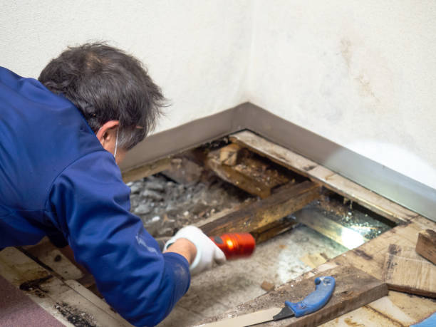 Best Professional Mold Removal  in Princeton Junction, NJ