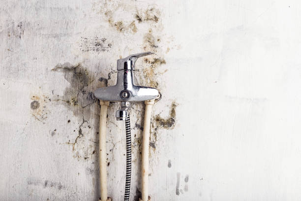 Best Residential Mold Removal  in Princeton Junction, NJ