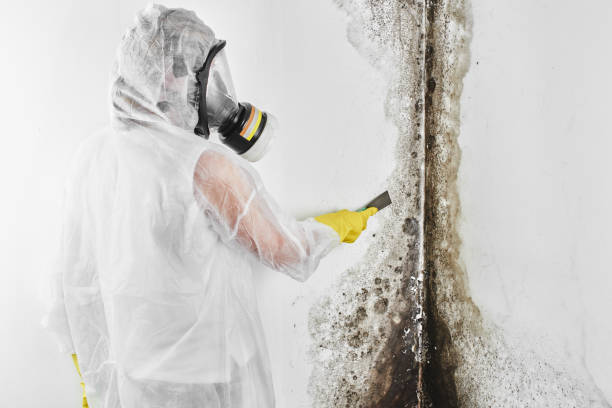 Best Attic Mold Removal  in Princeton Junction, NJ