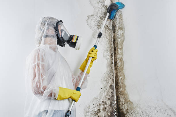Best Black Mold Removal  in Princeton Junction, NJ