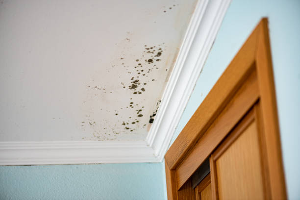 Trusted Princeton Junction, NJ Mold Removal Experts