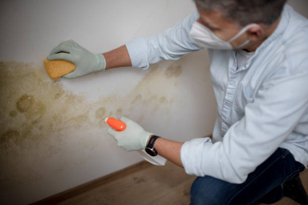 Best Office Mold Removal Services  in Princeton Junction, NJ