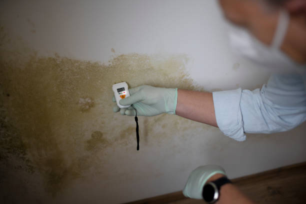 Best Mold Cleaning Services  in Princeton Junction, NJ