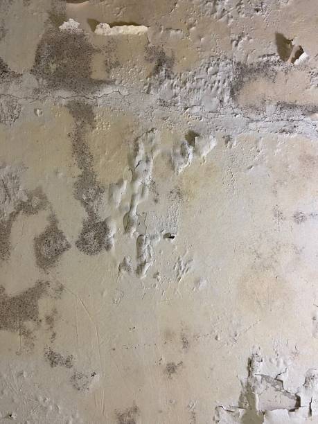 Princeton Junction, NJ Mold Removal Company