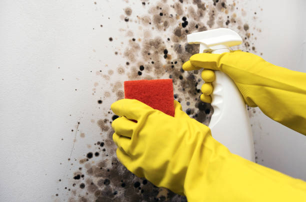 Best Mold Removal and Inspection  in Princeton Junction, NJ