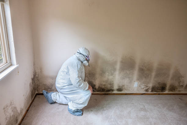 Best Professional Mold Removal  in Princeton Junction, NJ