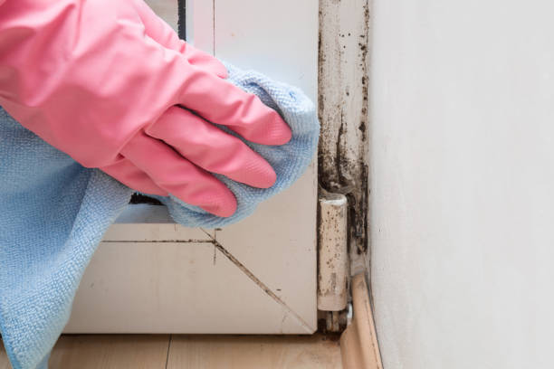 Best Mold Remediation Services  in Princeton Junction, NJ