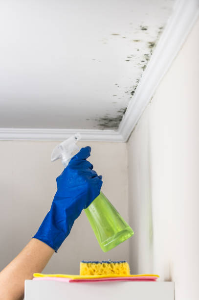 Best Mold Remediation  in Princeton Junction, NJ