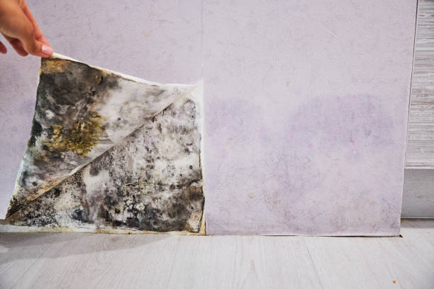 Best Mold Testing  in Princeton Junction, NJ